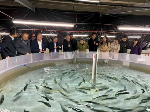 鮐人工馴養與工廠化繁育技術通過專家驗收，水產養殖迎重大突破