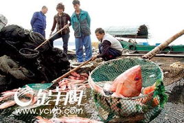 湛江水產(chǎn)養(yǎng)殖業(yè)面臨嚴(yán)峻考驗，多地養(yǎng)殖項目幾近全軍覆沒