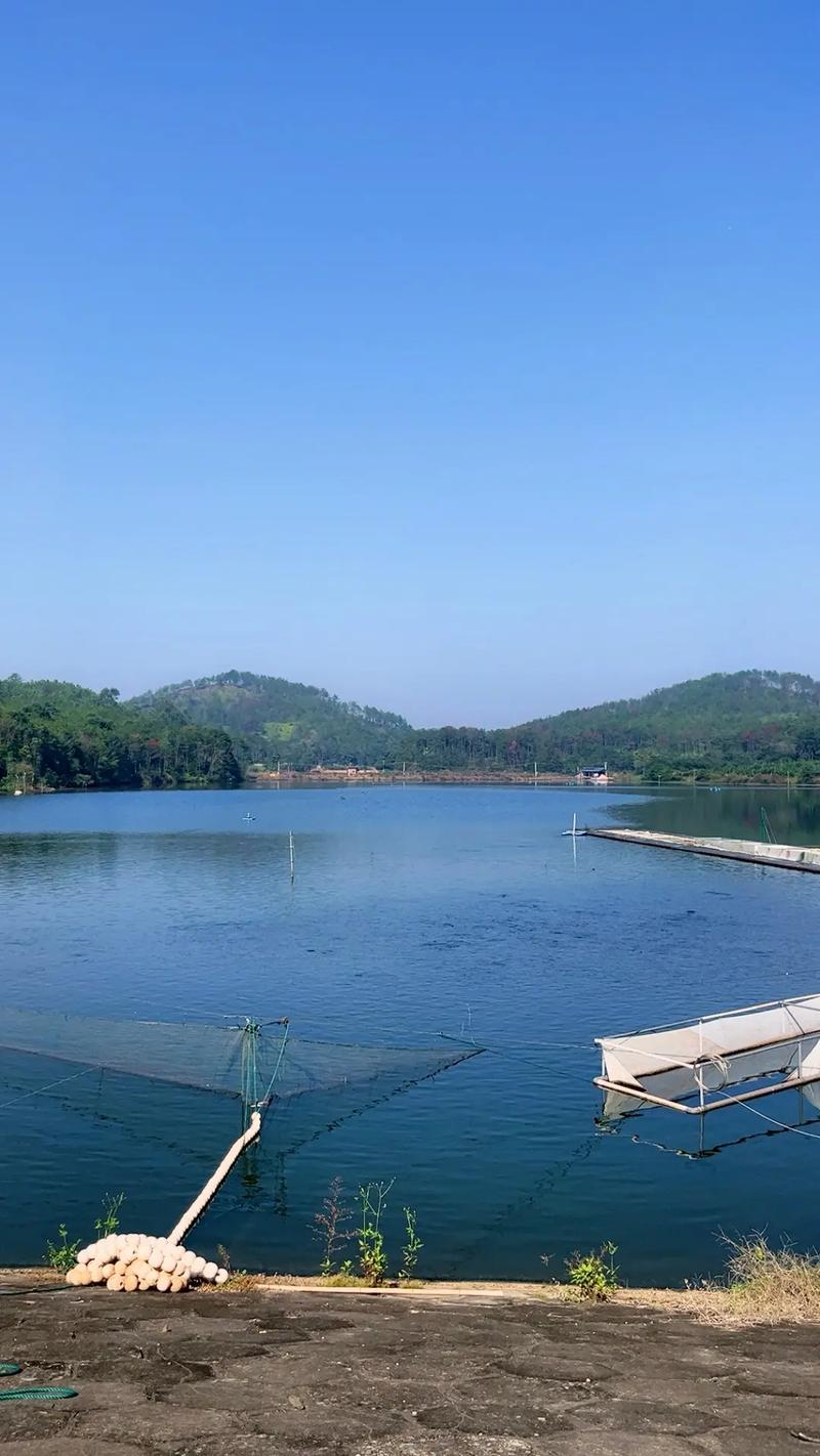 優(yōu)質(zhì)草魚、中科三號與黃金鯽 現(xiàn)代水產(chǎn)養(yǎng)殖的優(yōu)選品種