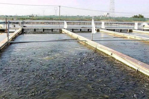 40歲返鄉(xiāng)養(yǎng)水產(chǎn) 從虧損到年入百萬的創(chuàng)業(yè)之路