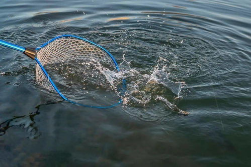 春季水產養殖防病 內外結合，筑牢健康防線